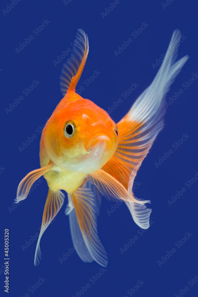Goldfish Goldfish