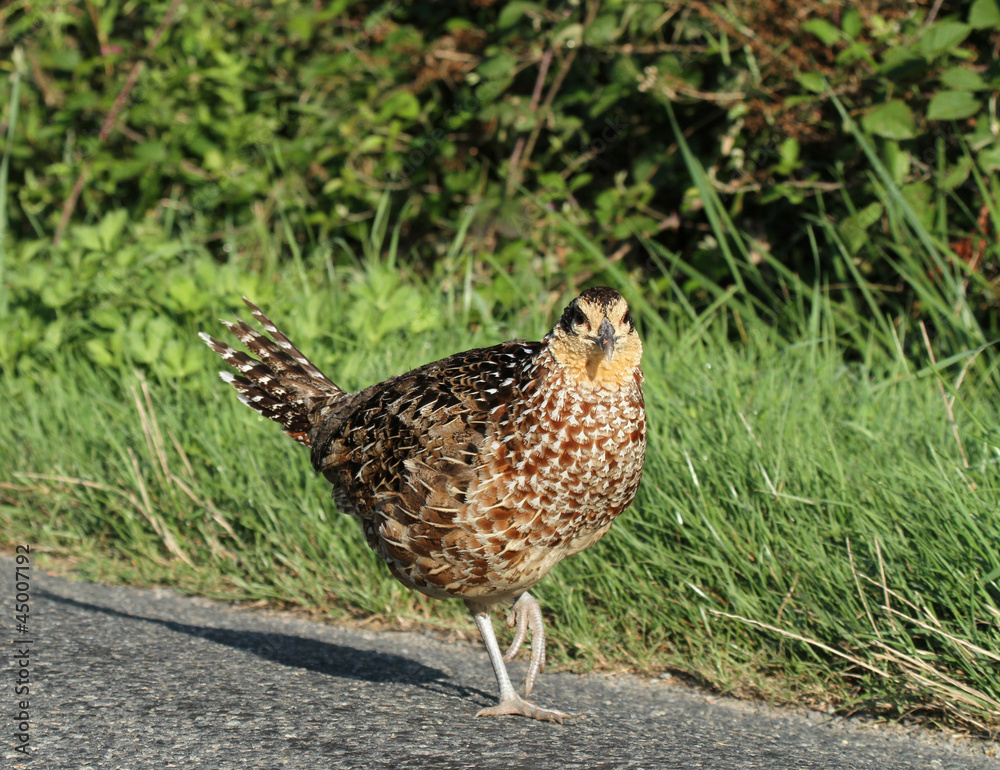 reeves's pheasant reeves's pheasant