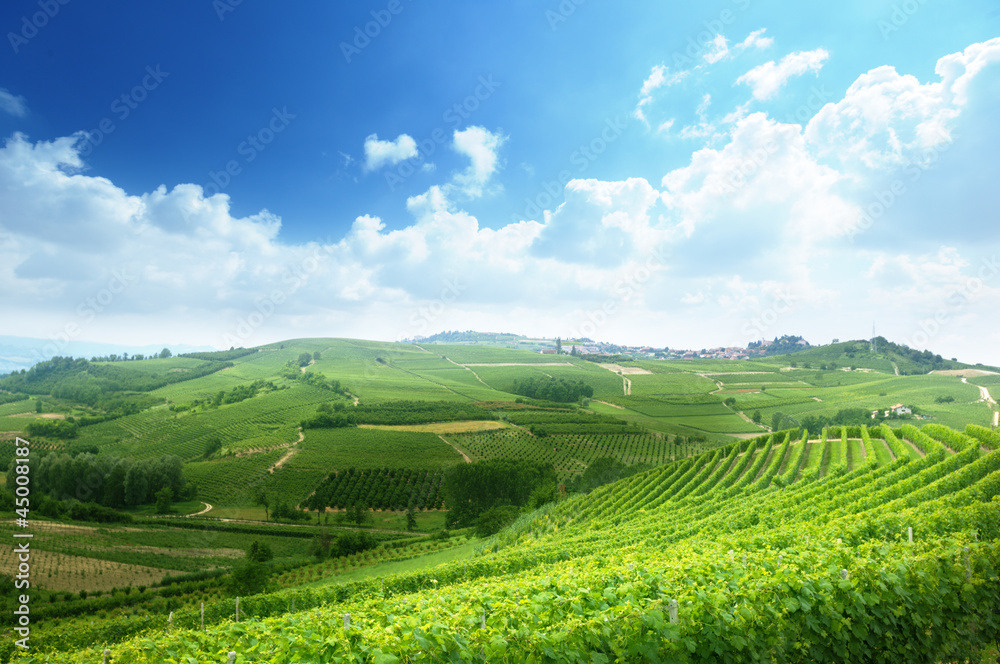 vineyards in Piedmont, Italy