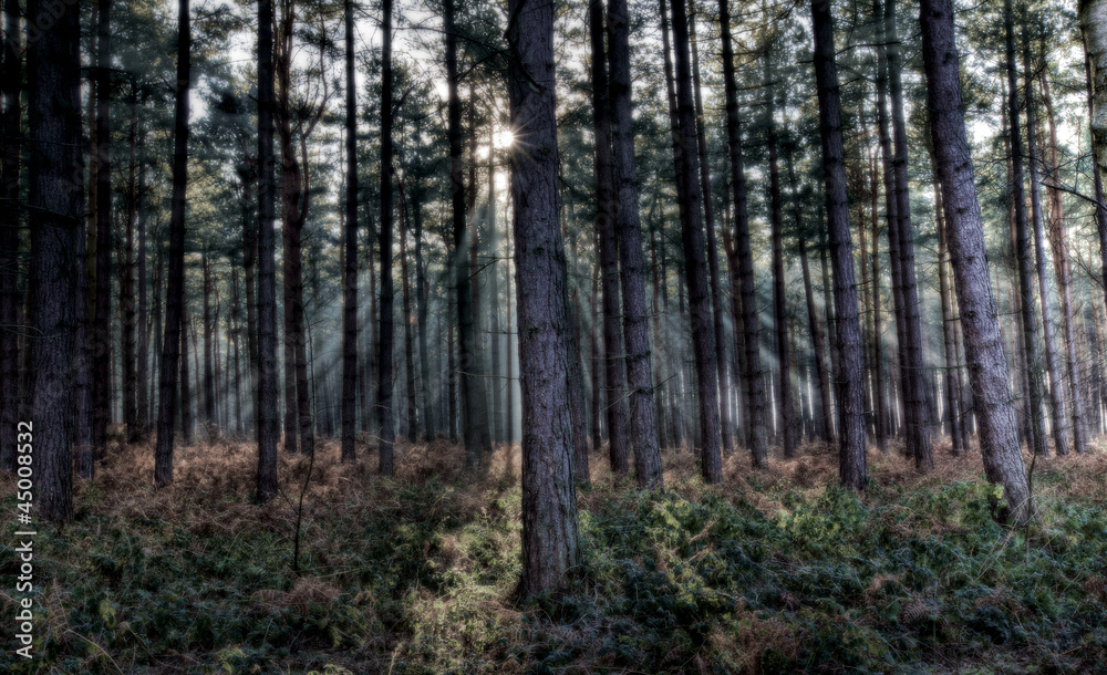Soft Sunlight in Forest Soft Sunlight in Forest
