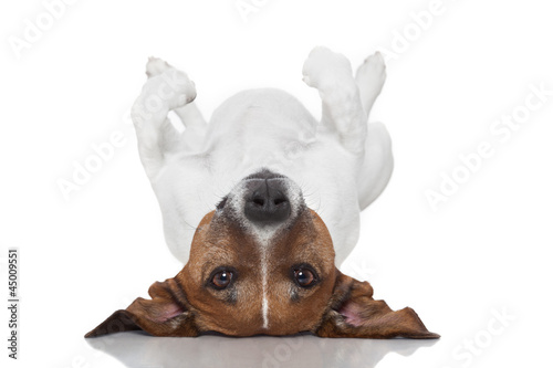 dog laying upside down