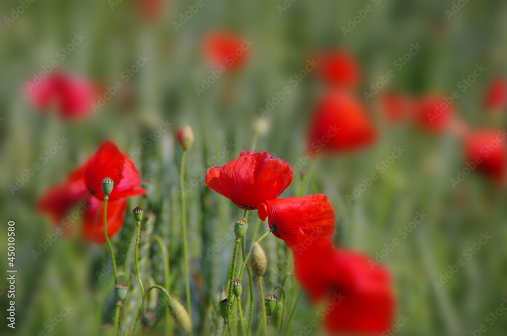 Obraz premium kwiaty maku