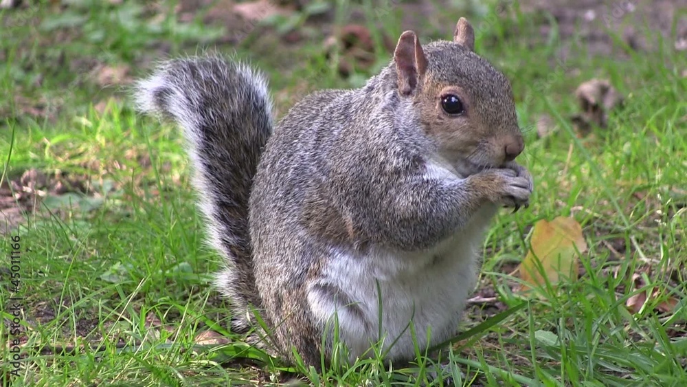 Grey squirrel eating food from its paws in a wood, in England. Grey squirrel eating food from its paws in a wood, in England.