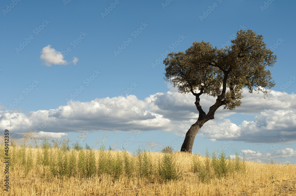 Fototapeta premium Acorns tree and blue cloudy sky