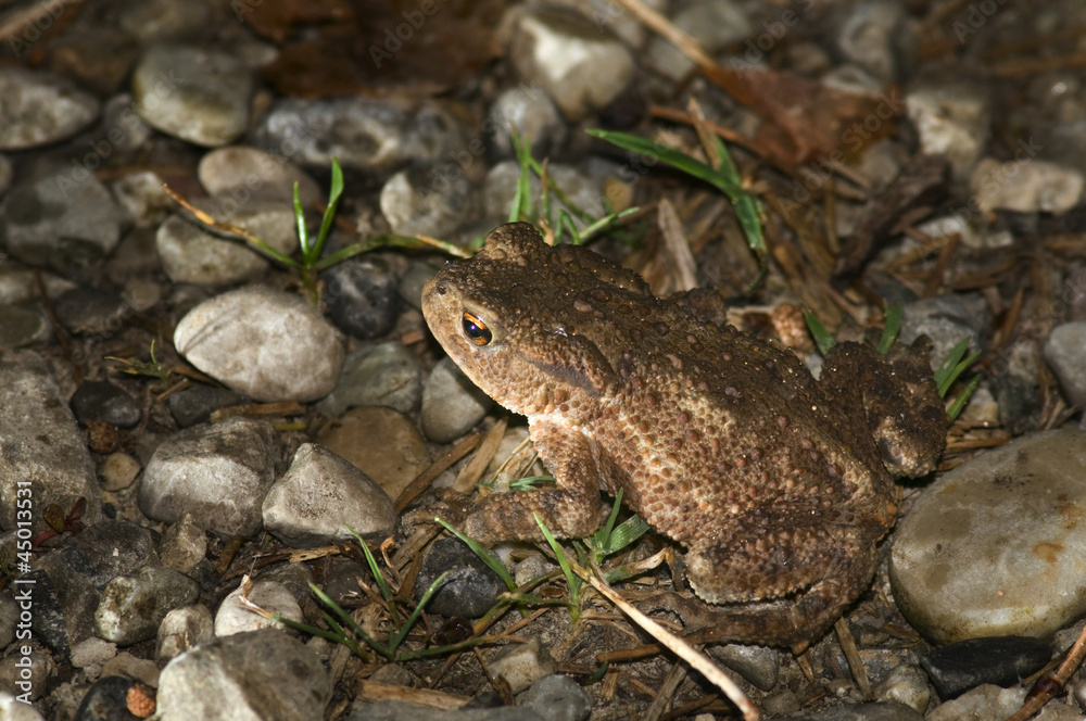 Fototapeta premium brown toad