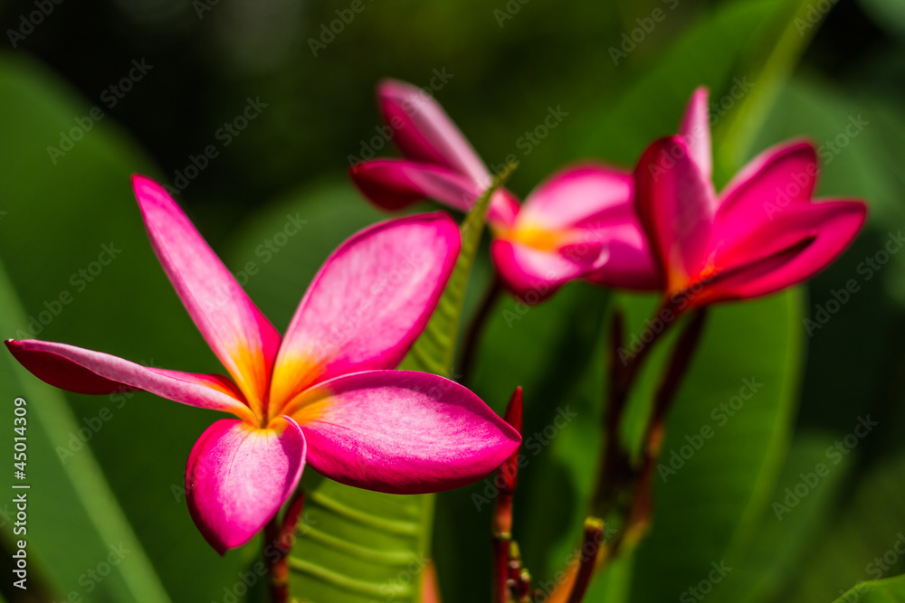 Thai pink flower