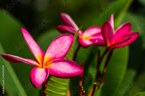 Thai pink flower