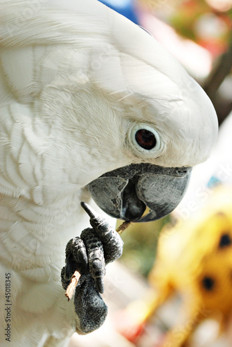 Fototapeta Naklejka Na Ścianę i Meble -  White Cockatoo Parrot Playing with a Stick