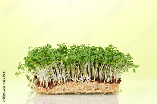 Fresh cress salad on green background