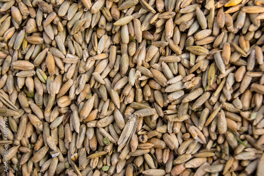 wheat seed wheat seed