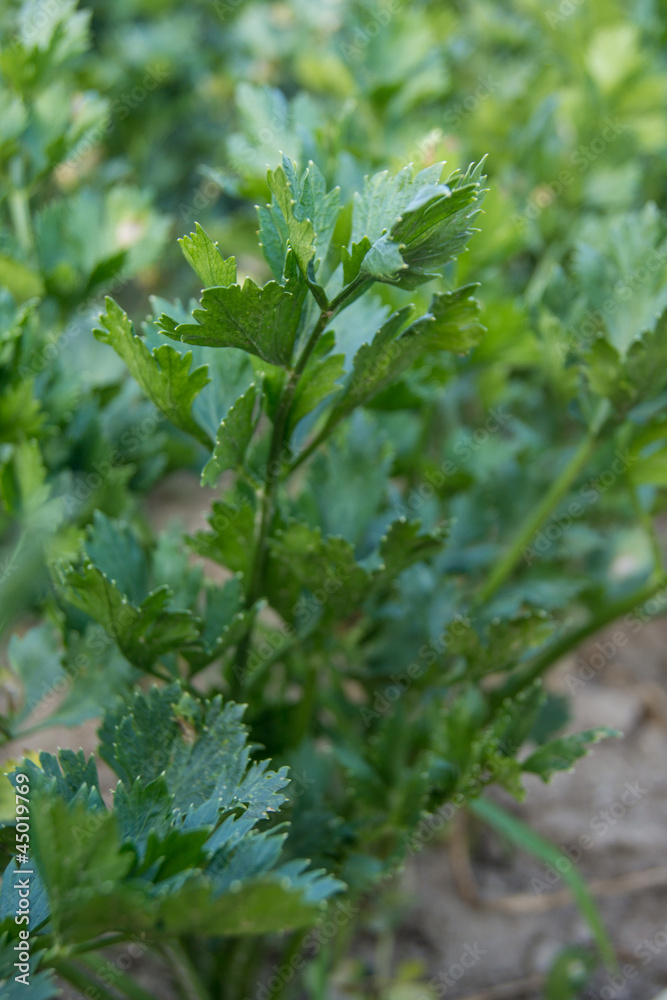 celery celery