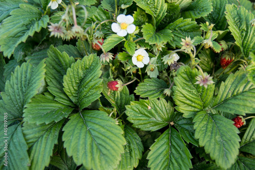 strawberries strawberries