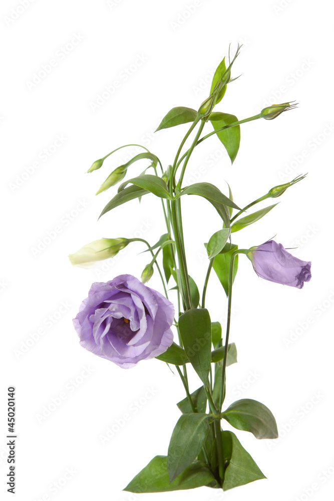 Bouquet of white and light violet lisianthus on white. eustoma