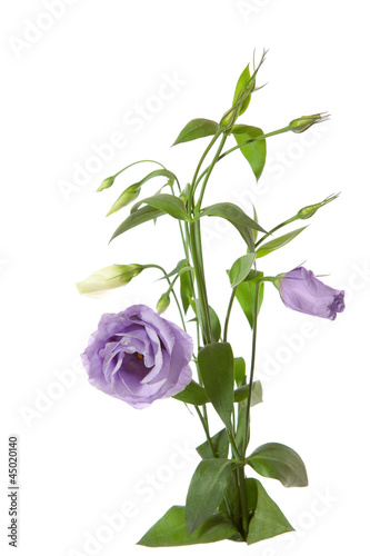 Bouquet of white and light violet lisianthus on white. eustoma
