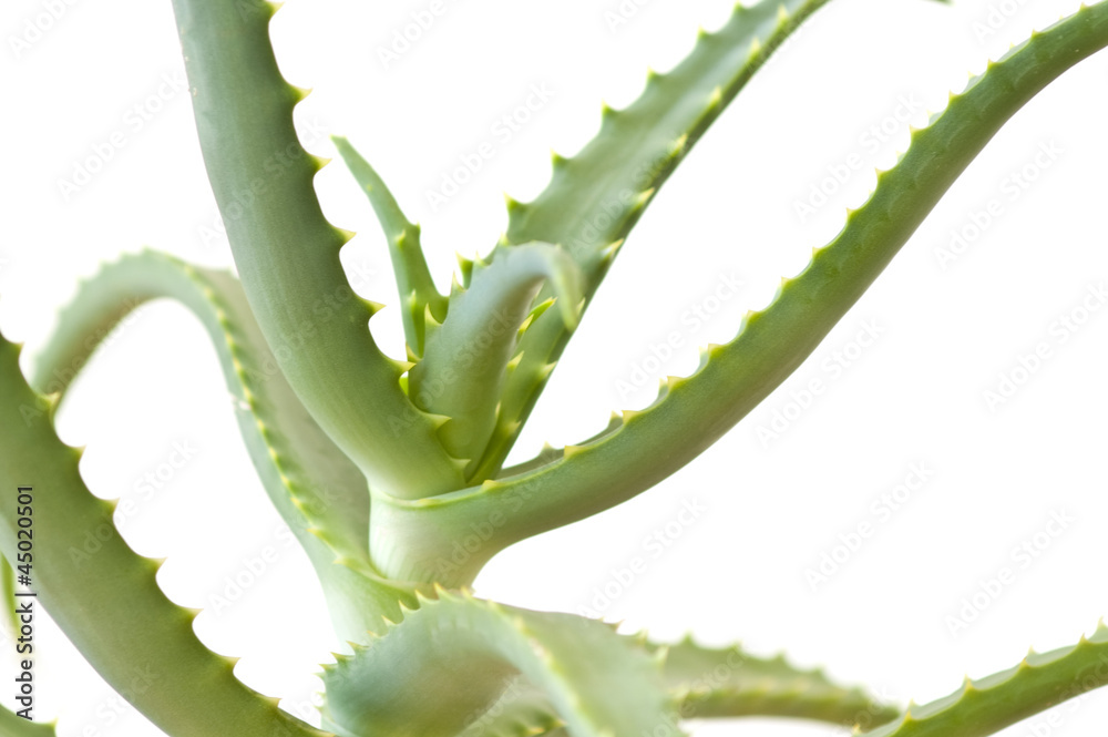 Naklejka premium Aloe Vera isolated on white