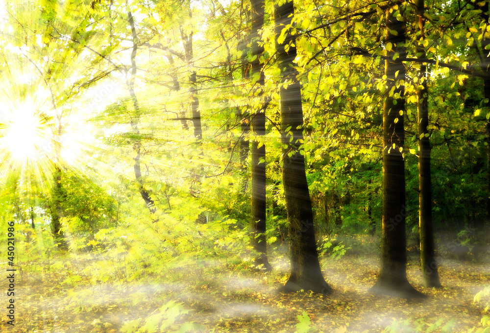 Obraz premium forest