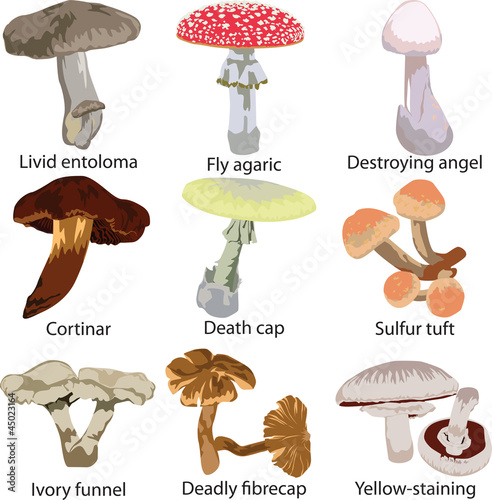 poisonous mushrooms