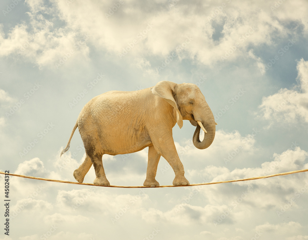 Fototapeta premium Elephant Walking On Rope