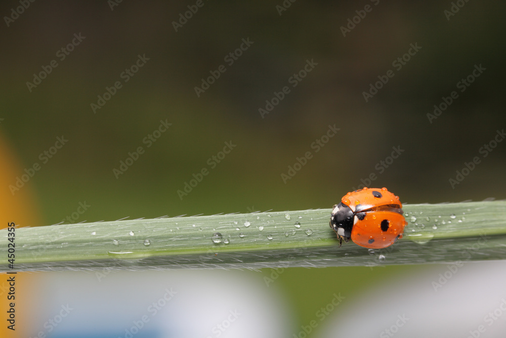 Obraz premium Marienkäfer
