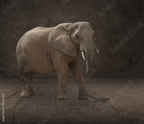 Elephant Tied Up With Chain Link photo