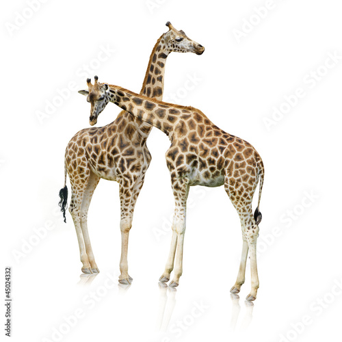 Giraffes Standing Together