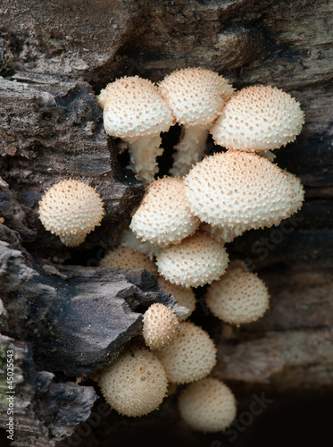 A cluster of puffball mushrooms on dead tree