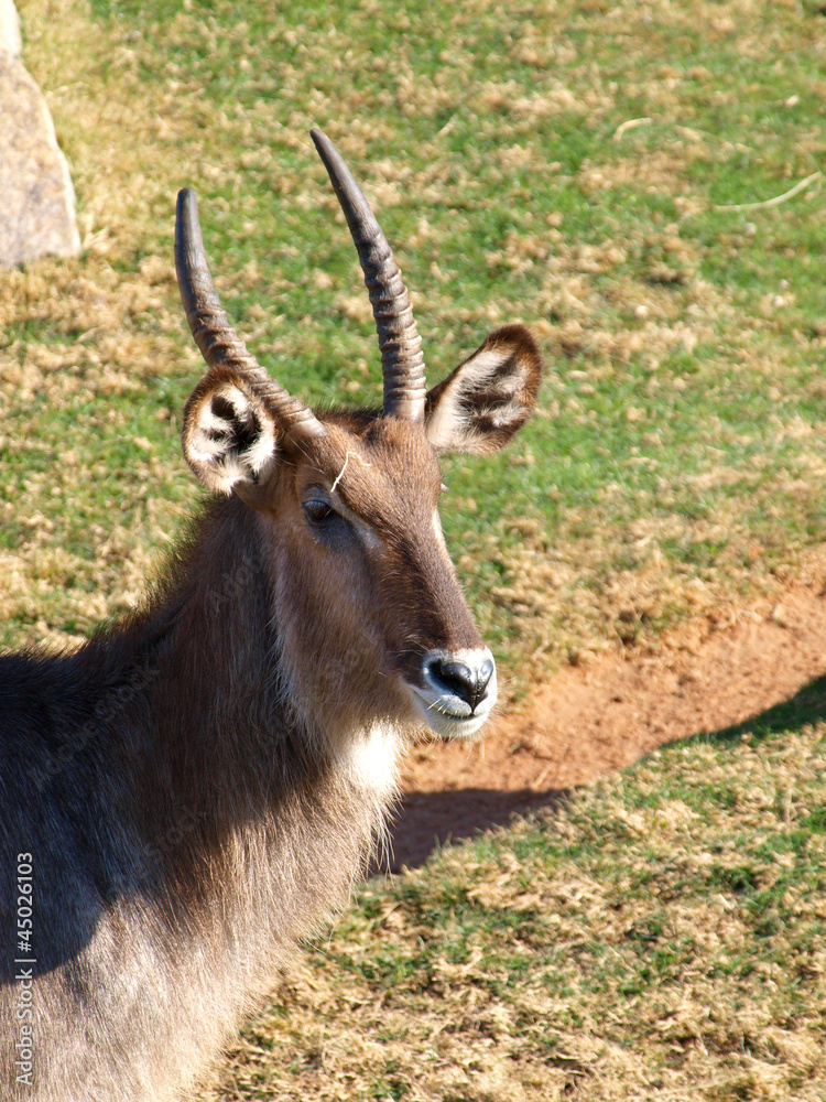 Waterbuck (Kobus Ellipsiprymnus) Waterbuck (Kobus Ellipsiprymnus)
