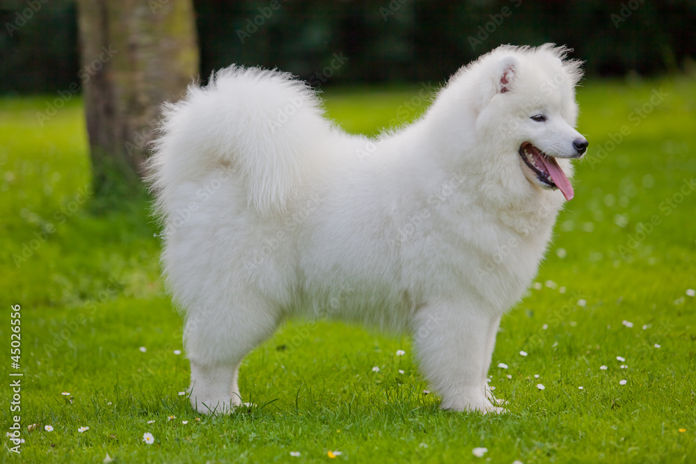 Samoyed dog