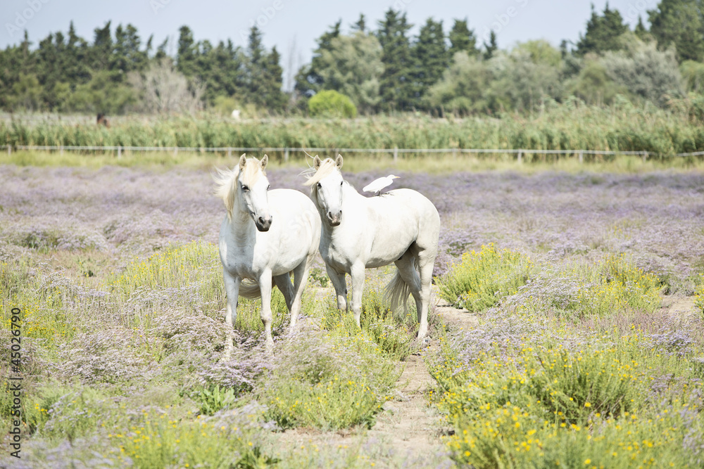 Camargue horses ((Equus ferus caballus), les Saintes Maries de l Camargue horses ((Equus ferus caballus), les Saintes Maries de l