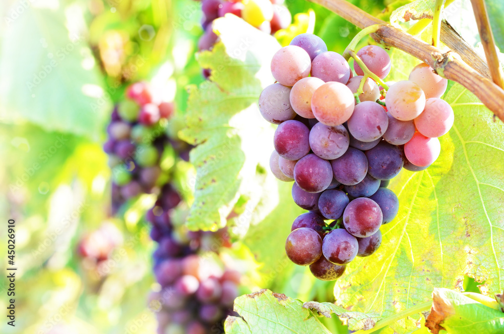 Blue grapes on vine