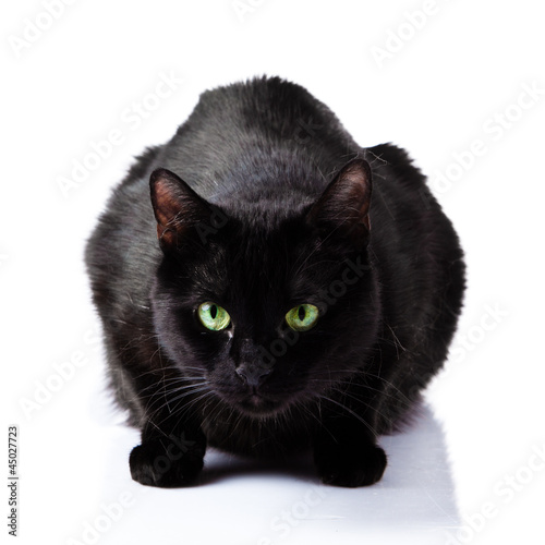 Fototapeta Naklejka Na Ścianę i Meble -  Black cat isolated on white background