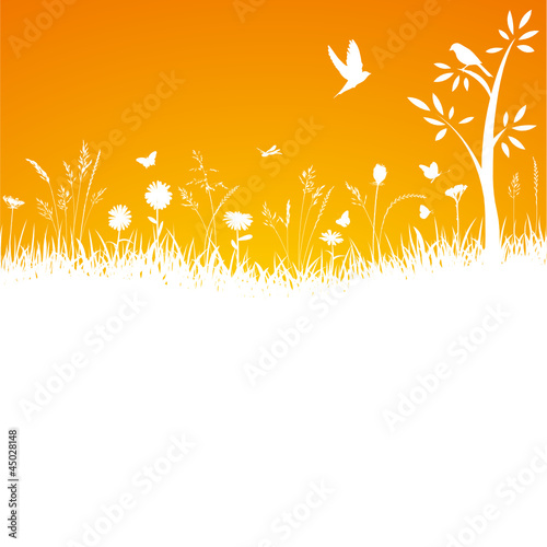 Vektor Gräser Blumenwiese Orange