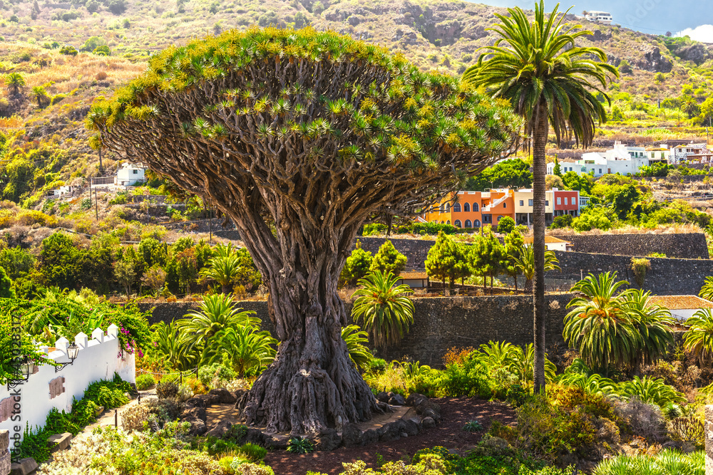 Millennial Drago tree at Icod de los Vinos, Tenerife Island Millennial Drago tree at Icod de los Vinos, Tenerife Island