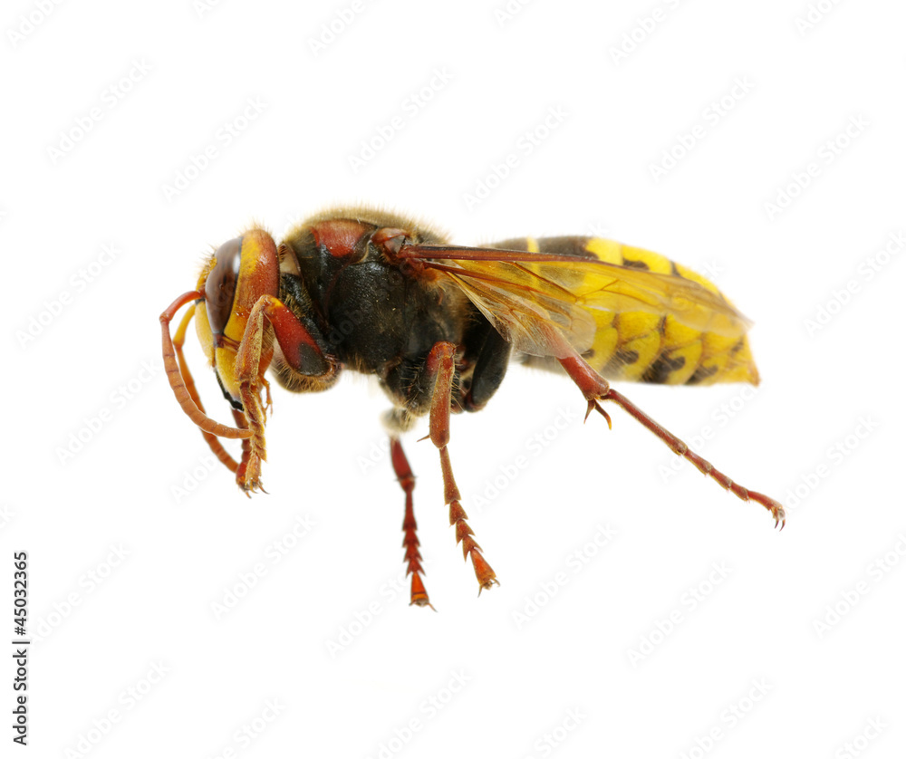 hornet hornet