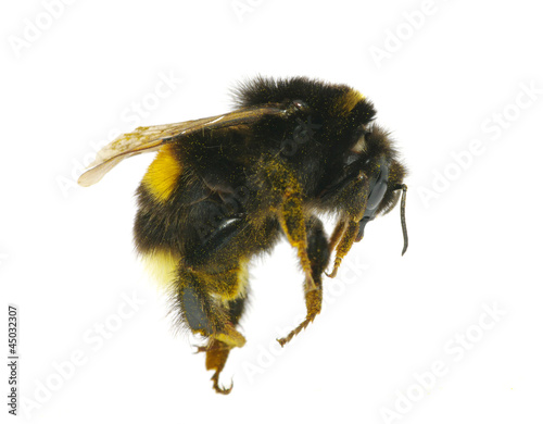 bumblebee © Alekss