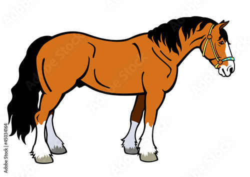 standing draft horse