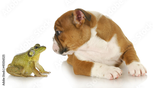 cute puppy with bullfrog