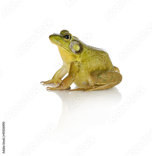 bullfrog photo