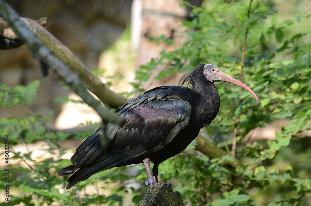 Naklejka premium Afrikanischer Vogel