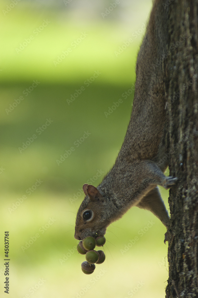 Squirrel with nuts on tree
