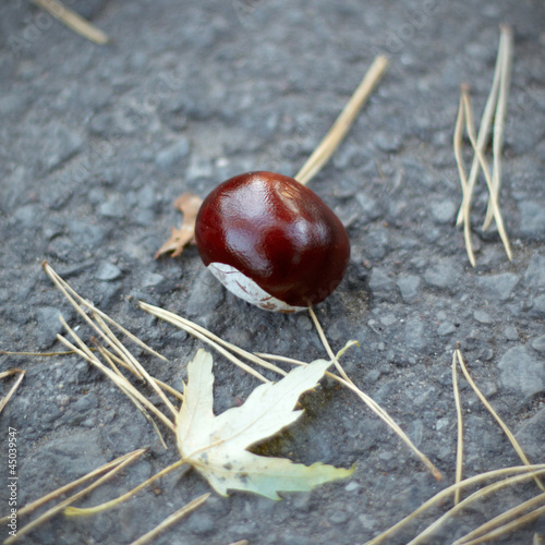 chestnut © Mara Zemgaliete