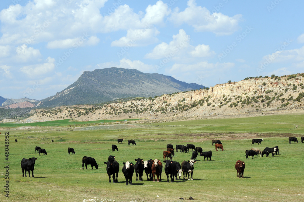 curious cattle Utah
