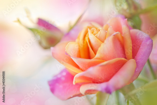 Beautiful roses background blurred