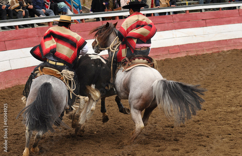 rodeo de criaderos durante la fiestas patrias de chile