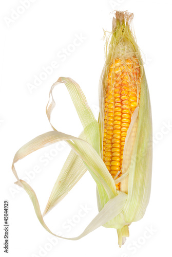 Ear of corn