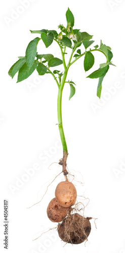 Potato plants