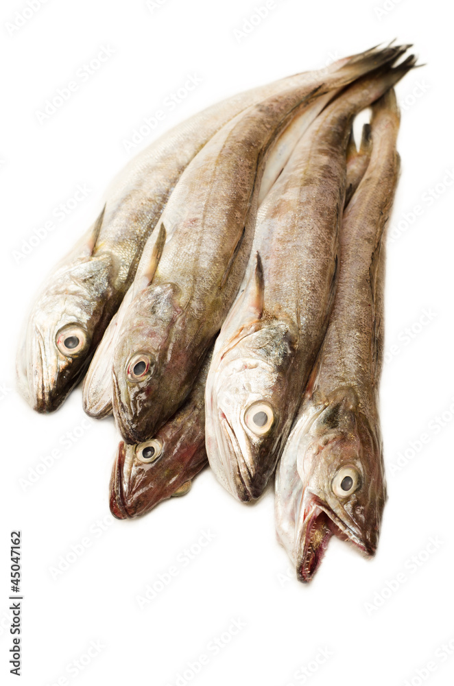Merluzzi freschi crudi - fresh cod Merluzzi freschi crudi - fresh cod