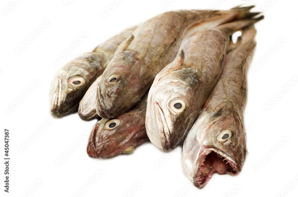 Merluzzi freschi crudi - fresh cod Merluzzi freschi crudi - fresh cod