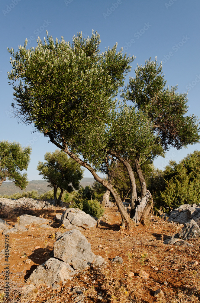 olive tree olive tree