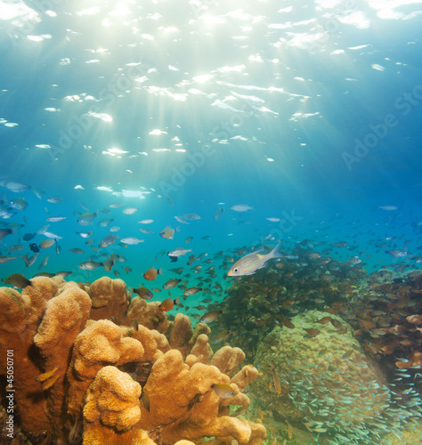 Fototapeta Naklejka Na Ścianę i Meble -  exciting underwater panorama